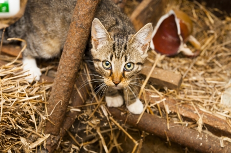An image of young cats in the barn lying on the strawの写真素材