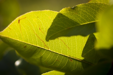 An image of green leaves with sunraysの写真素材