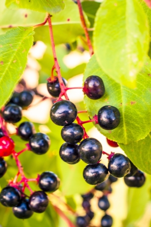 An image of aronia fruitsの写真素材
