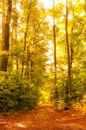 An image of autumn forestの写真素材