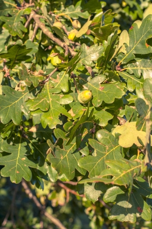 An image of haycorns