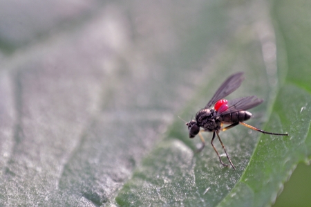 An image of macro of a bug の写真素材