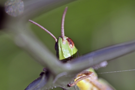 An image of macro of a bug の写真素材