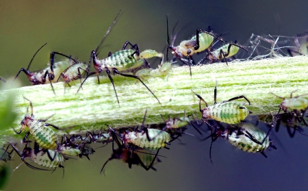 An image of macro of a bug の写真素材