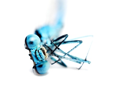 An image of macro of a bug の写真素材