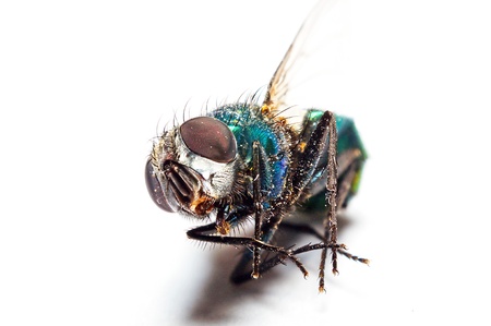 An image of macro of a bug の写真素材