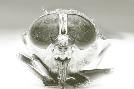 An image of macro of a bug の写真素材