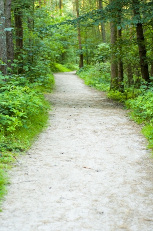 An image of the pathway in the woodの写真素材