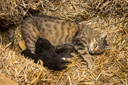 An image of young cats in the barn lying on the strawの写真素材
