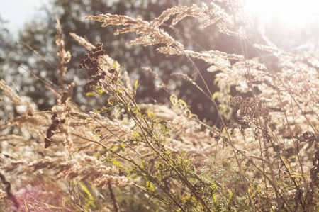 An image of dried grassの写真素材