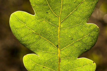 An image of leaf close upの写真素材