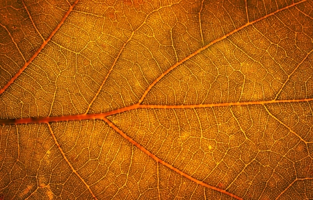 An image of leaf close upの写真素材