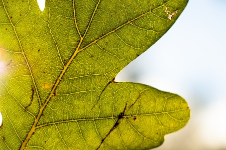 An image of leaf close upの写真素材