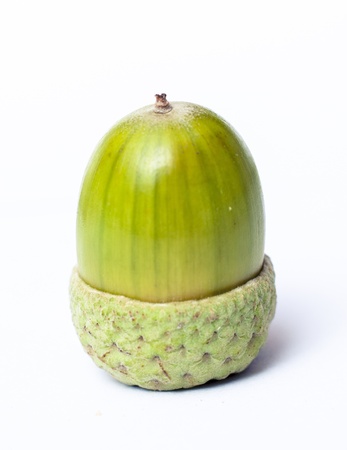 An image of haycornsの写真素材
