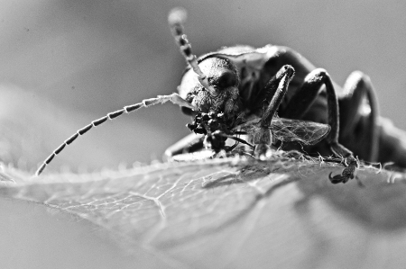 An image of macro of a bug の写真素材