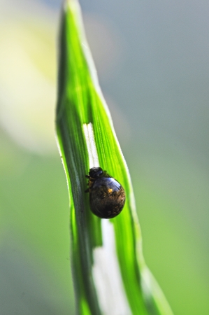 An image of macro of a bug の写真素材