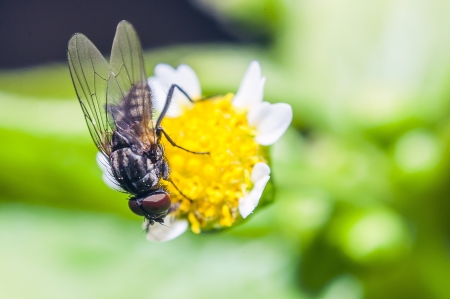 An image of macro of a bug の写真素材