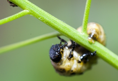 An image of macro of a bug の写真素材