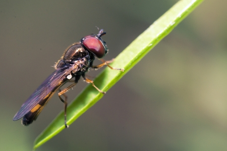 An image of macro of a bug の写真素材