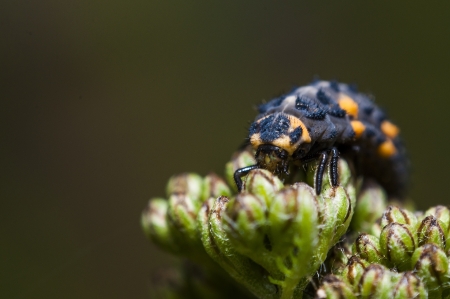 An image of macro of a bug の写真素材