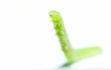 An image of macro of a bug の写真素材