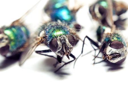 An image of macro of a bug の写真素材