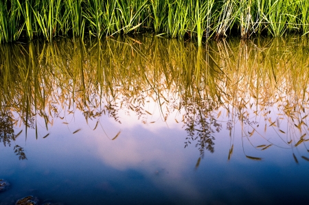 An image of plants in the waterの写真素材