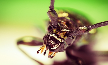 An image of macro of a bug の写真素材