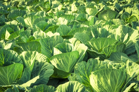 An image of cabbage ready to harvestの写真素材