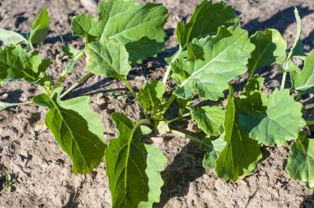 An image of rapeseed plantの写真素材