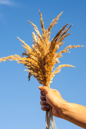 An image of dried grassの写真素材