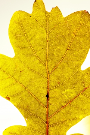 An image of leaf close upの写真素材