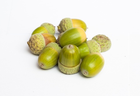An image of haycorns