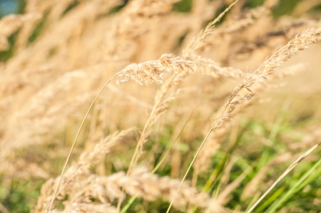 An image of dried grassの写真素材