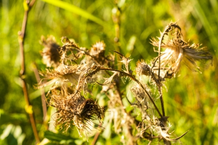 An image of dried grassの写真素材