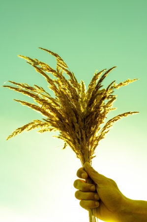 An image of dried grassの写真素材