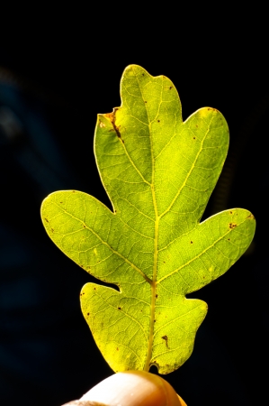 An image of leaf close upの写真素材