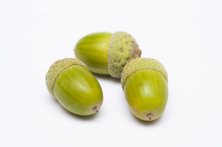 An image of haycornsの写真素材