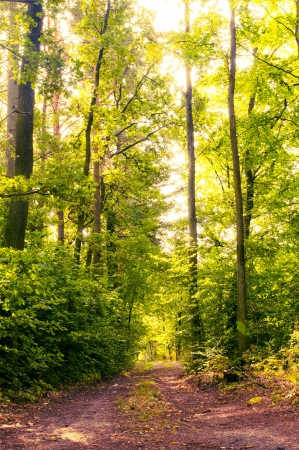 An image of autumn forestの写真素材