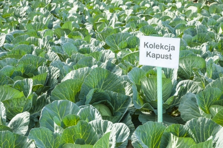 An image of cabbage ready to harvestの写真素材