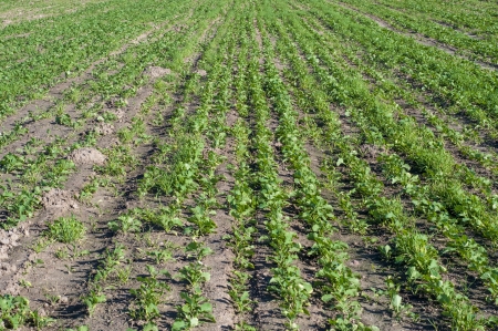An image of rapeseed plantの写真素材
