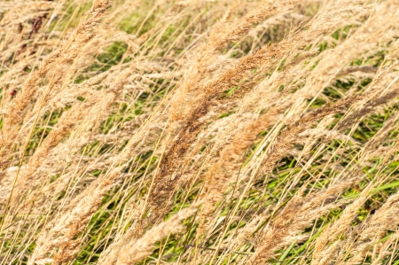 An image of dried grassの写真素材