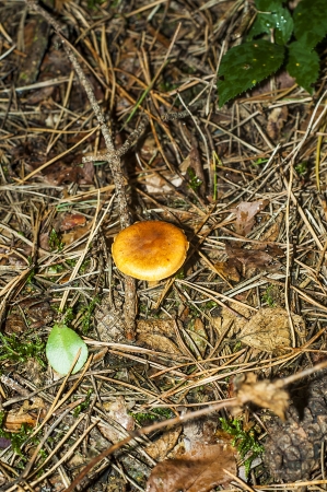 An image of mushrooms in the forestの写真素材