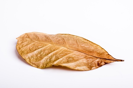an image of autumn leaf isolated on whiteの写真素材