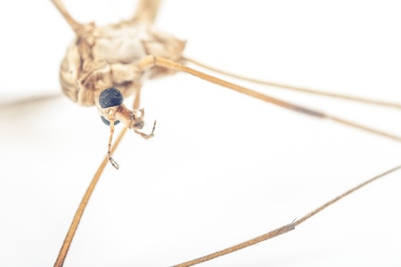 an image of death mosquito on white background. isolatedの写真素材