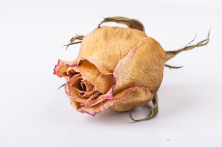 An image of drained rose flower on whiteの写真素材