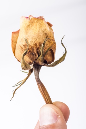 An image of drained rose flower on whiteの写真素材