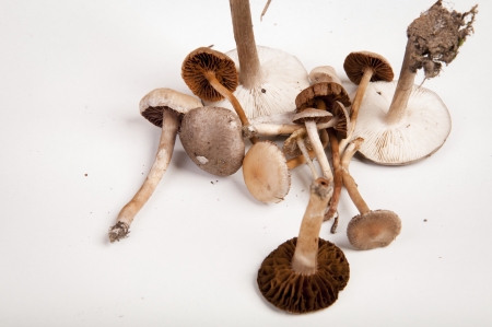 An image of toxic mushroomsの写真素材