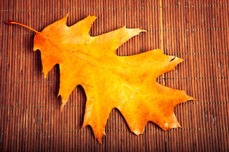 An image of autumn leavesの写真素材