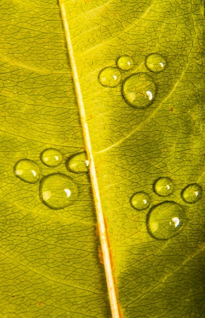 An image of autumn leavesの写真素材